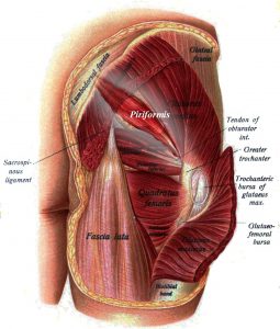 piriformis muscle